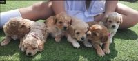 Cavoodle puppies for sale