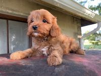 Cavapoo Puppies!