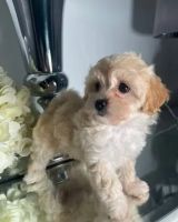 Outstanding Cavapoo puppies
