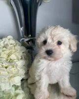 Outstanding Cavapoo puppies