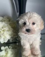 Outstanding Cavapoo puppies