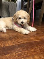 Very cute puppy girl 11 weeks for sell