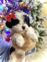 Female Cavapoo puppy