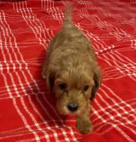 Cavapoochon Puppies for Sale!
