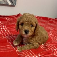 Cavapoochon Puppies for Sale!