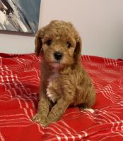 Cavapoochon Puppies for Sale!