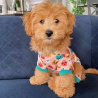 cavapoo puppies ready for adoption