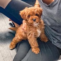 cavapoo puppies ready for adoption