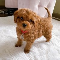 cavapoo puppies ready for adoption