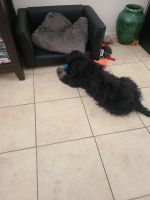 Cavapoo for sale