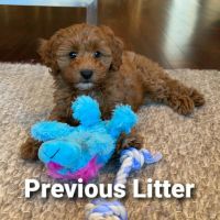Stunning Cavapoo puppies available