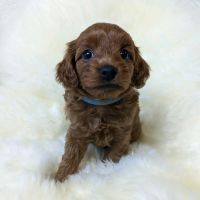 Stunning Cavapoo puppies available