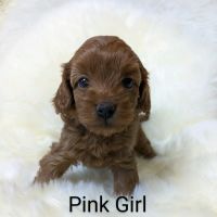 Stunning Cavapoo puppies available