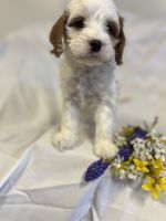 Cavapoo puppies for sale