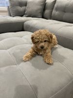 14 week old Cavapoo