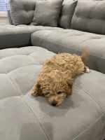14 week old Cavapoo