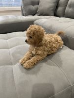14 week old Cavapoo
