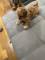 14 week old Cavapoo