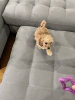 14 week old Cavapoo