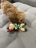 14 week old Cavapoo
