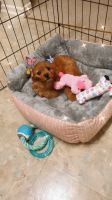 Cavapoo puppy for sale!