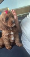 Cavapoo Puppy Rehome