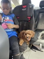 Cavapoo Puppy Rehome