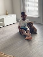 Cavapoo Puppy Rehome