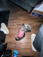 Mini Cavapoo for sell!