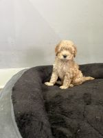 Cute and loving CAVAPOO