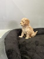 Cute and loving CAVAPOO