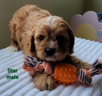 Cavapoo born March 5th