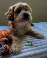 Cavapoo born March 5th