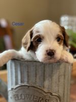 Gorgeous Cavapoo puppies