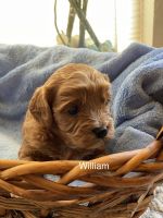 Gorgeous Cavapoo puppies