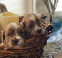 Gorgeous Cavapoo puppies