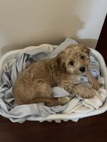 Male Cavapoo Puppy 5 mos