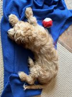 Male Cavapoo Puppy 5 mos