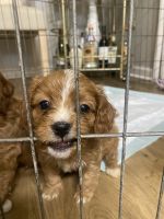 Cavapoo Puppy for sale