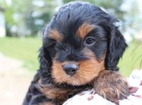 Pending Leo Tri colored Cavapoo puppy