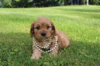 PENDING Bella female Cavapoo looking for her forever home