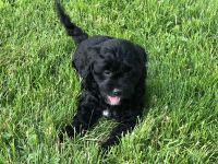 Pending - Cavapoo Lily looking for someone to love her
