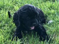 Pending - Cavapoo Lily looking for someone to love her