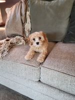 12 week old Cavapoo