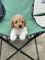 Cavapoo puppies