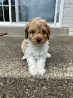 Cavapoo puppies