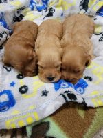 Cavapoo puppies F1