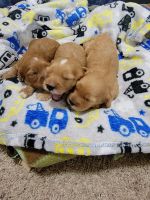 Cavapoo puppies F1