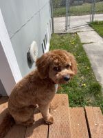 Cavapoo Male
