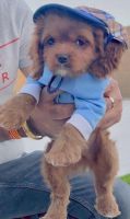 Cavapoo puppy